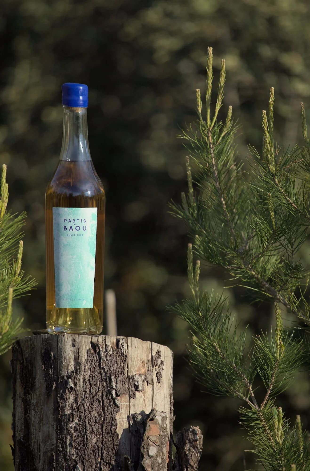 Pastis du Baou — Récolte 2024