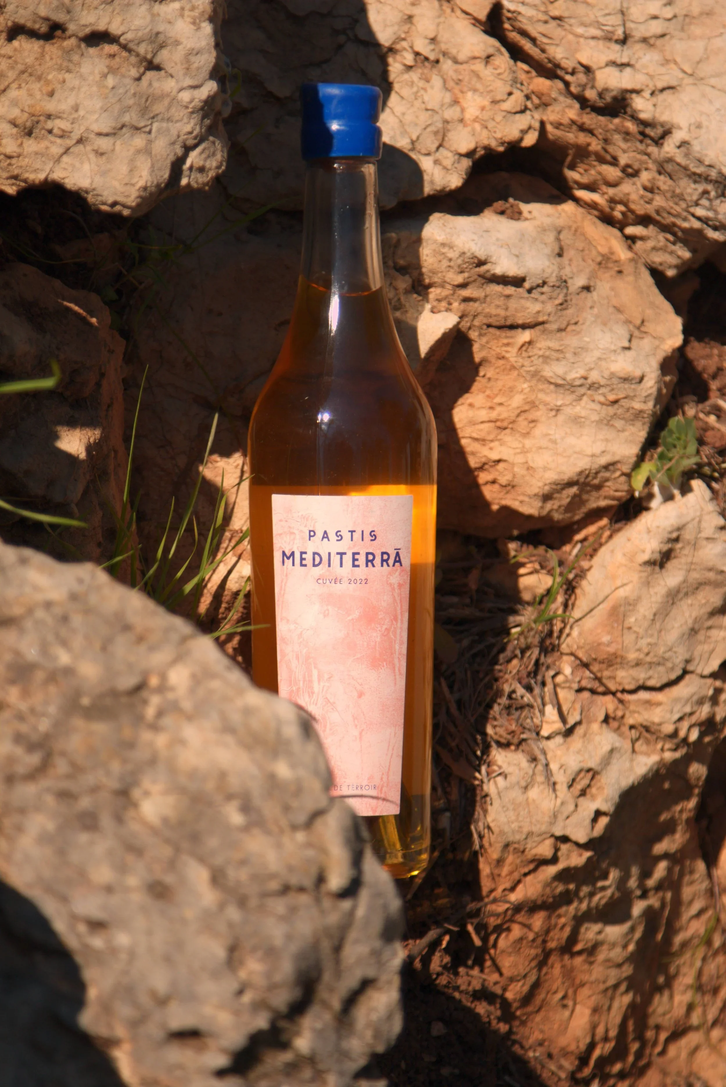 Pastis Mediterrà — Récolte 2024