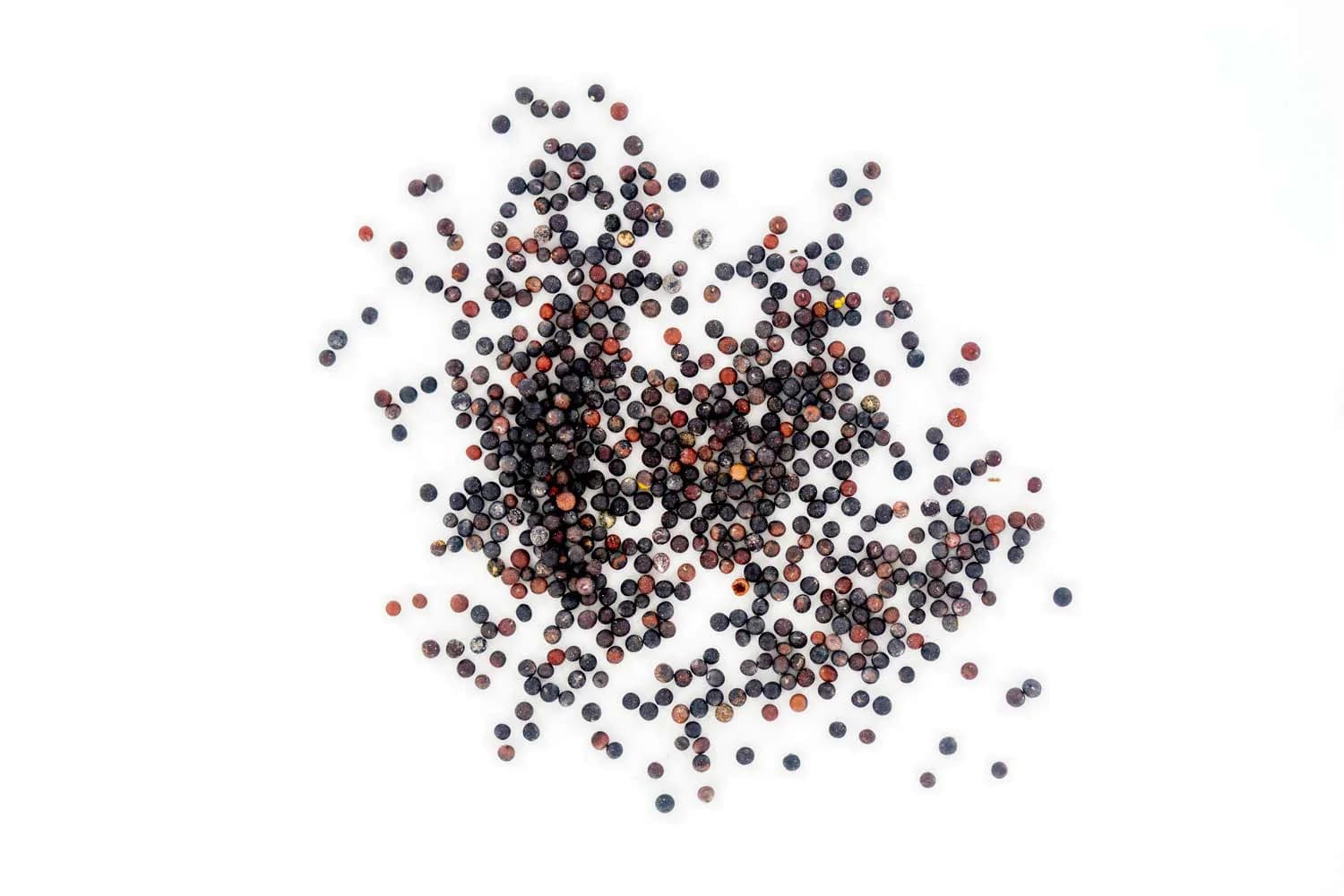 Moutarde noire du Lot-et-Garonne entière (50g)