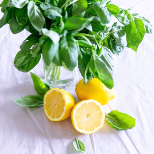 Sorbet Citron Basilic
